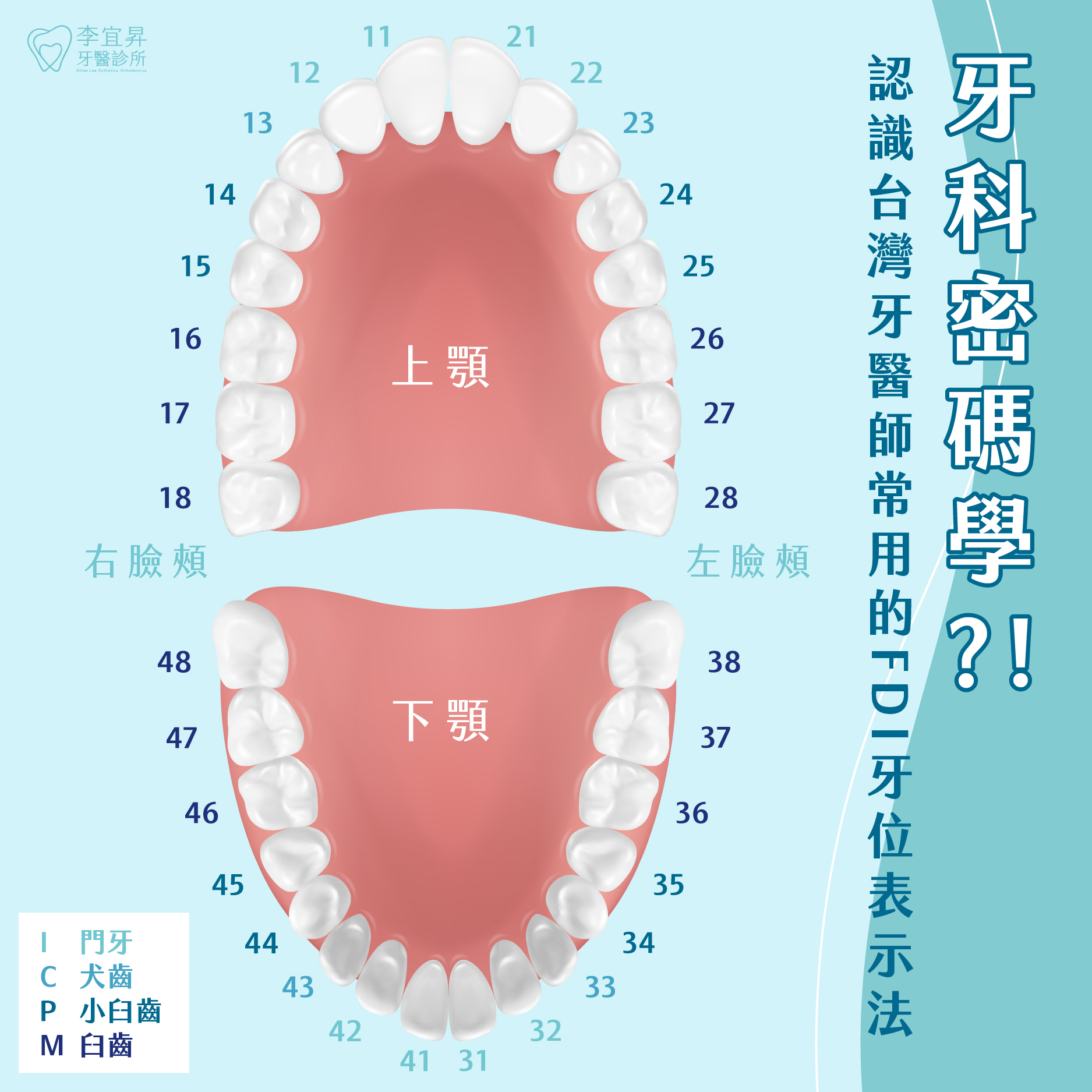 Read more about the article 什麼是「FDI牙位表示法」?